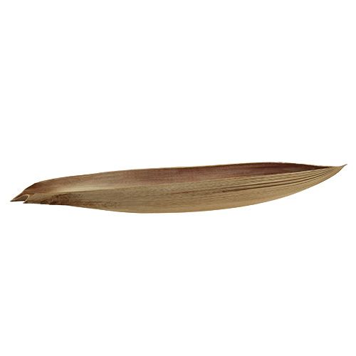 Floristik24 Foglia di palma conchiglia di cocco 60-80 cm natura