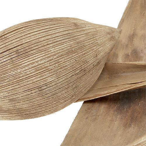 Prodotto Gusci di cocco foglie di cocco sbiancate 25 pz