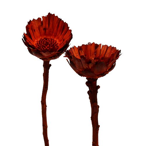 Floristik24 Rosetta Compacta arancione 40 pz