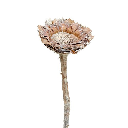 Floristik24 Rosetta Coronata 25 pz. Bianco lavato