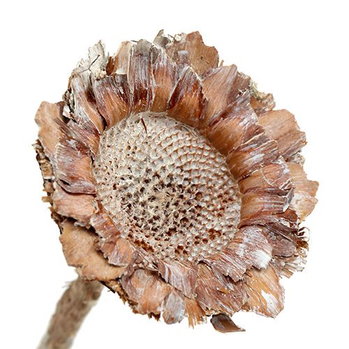 Floristik24 Rosetta Coronata 25 pz. Bianco lavato