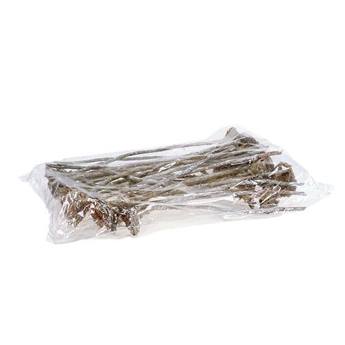 Floristik24 Rosetta Coronata 25 pz. Bianco lavato