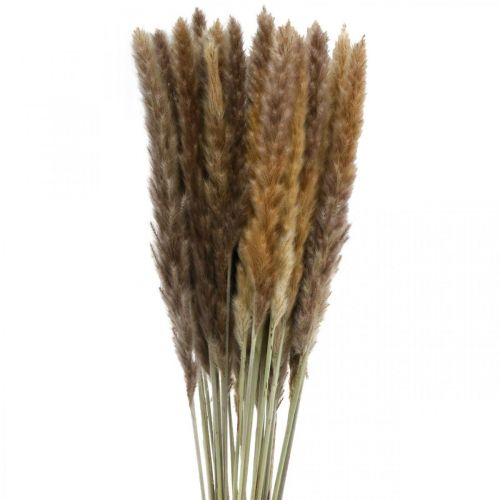 Floristik24 Erba secca grappolo naturale di erba di pampa 80cm