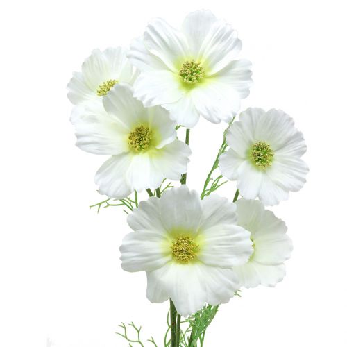 Floristik24 Cosmea bianco 77cm 3pz