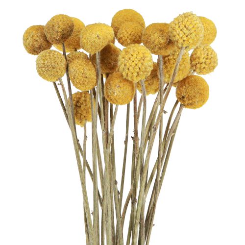Bacchette Craspedia decorazione a secco naturale 45 cm 25 pz