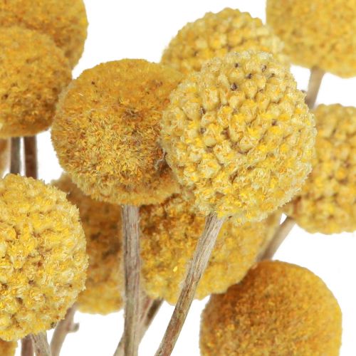 Floristik24 Bacchette Craspedia decorazione a secco naturale 45 cm 25 pz
