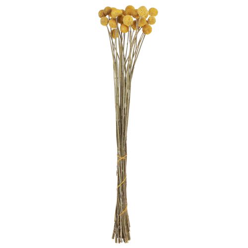 Floristik24 Bacchette Craspedia decorazione a secco naturale 45 cm 25 pz