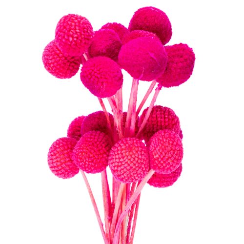 Mazzi di fiori secchi di Craspedia per composizioni floreali, 55 cm, 20 pezzi acquistare | Floristik24.it