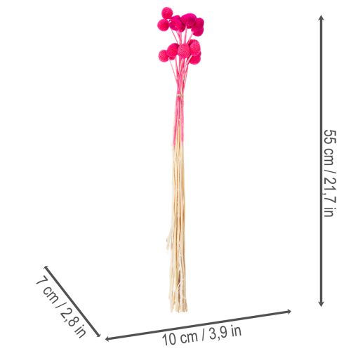 Mazzi di fiori secchi di Craspedia per composizioni floreali, 55 cm, 20 pezzi | Floristik24.it