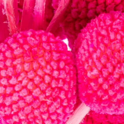 Mazzi di fiori secchi di Craspedia per composizioni floreali, 55 cm, 20 pezzi | Floristik24.it