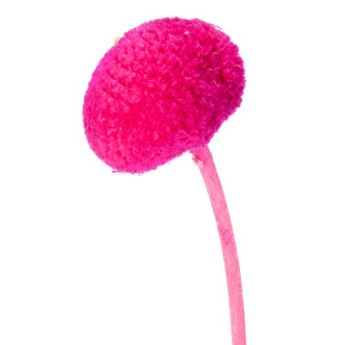 Mazzi di fiori secchi di Craspedia per composizioni floreali, 55 cm, 20 pezzi | Floristik24.it