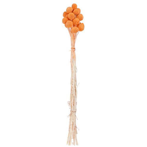 Prodotto Craspedia fiori secchi sbiancati arancioni 50-55cm 20pz