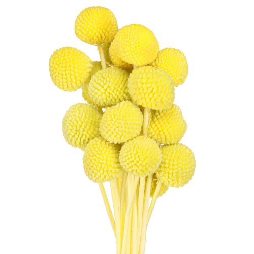 Prodotto Craspedia fiori secchi colorati giallo-verde 50-55cm 20pz