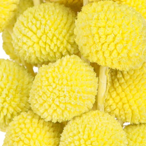 Prodotto Craspedia fiori secchi colorati giallo-verde 50-55cm 20pz