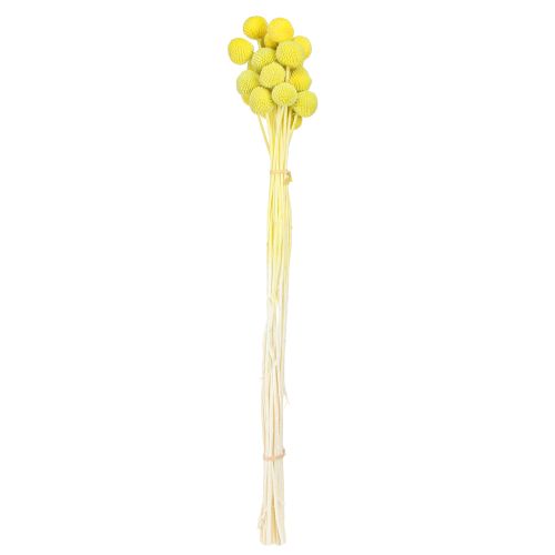 Prodotto Craspedia fiori secchi colorati giallo-verde 50-55cm 20pz