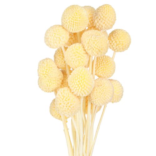 Prodotto Bacchette di craspedia tinte crema 50-55cm 20pz