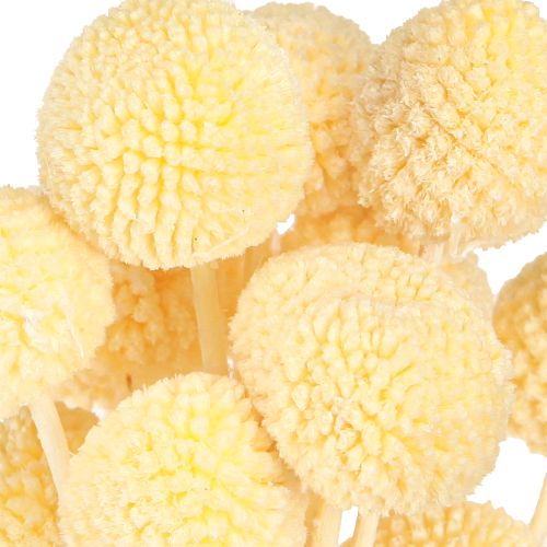 Prodotto Bacchette di craspedia tinte crema 50-55cm 20pz