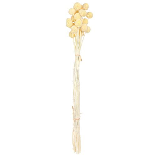 Prodotto Bacchette di craspedia tinte crema 50-55cm 20pz