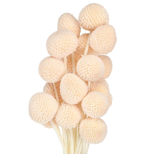 Prodotto Bacchette di craspedia tinte pesca 50-55cm 20pz
