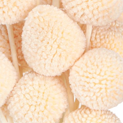 Prodotto Bacchette di craspedia tinte pesca 50-55cm 20pz