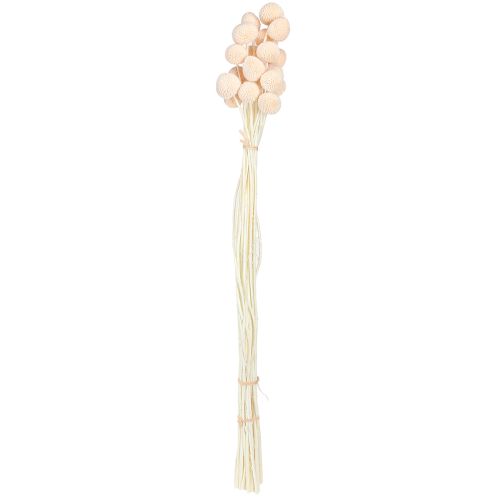 Prodotto Bacchette di craspedia tinte pesca 50-55cm 20pz