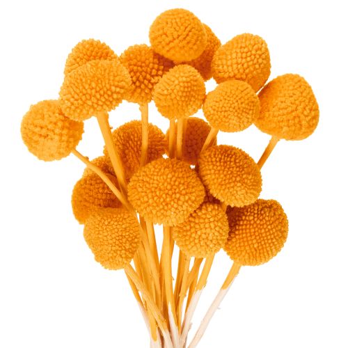 Bouquet di fiori secchi Craspedia, 55 cm, 20 pezzi