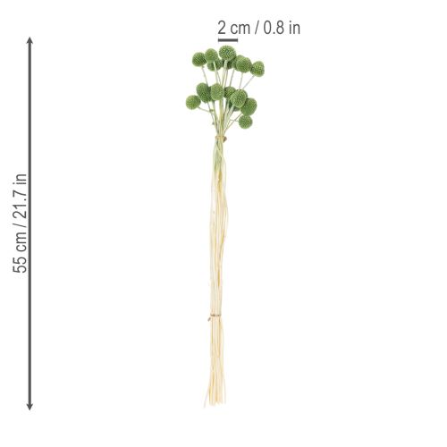 Prodotto Sfere di fiori di Craspedia essiccati per eleganti decorazioni autunnali, 55 cm, 20 pezzi