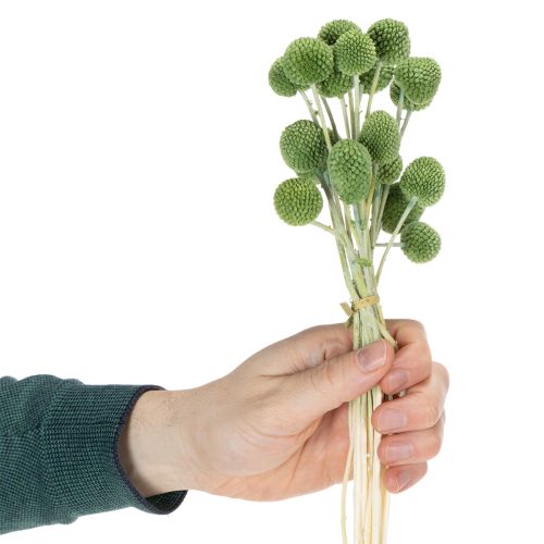 Prodotto Sfere di fiori di Craspedia essiccati per eleganti decorazioni autunnali, 55 cm, 20 pezzi