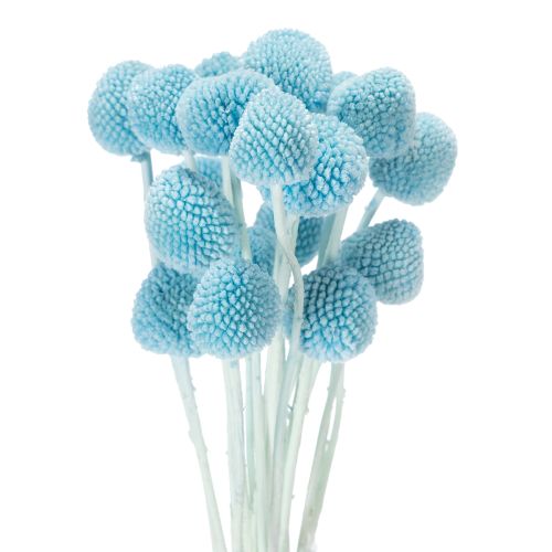 Decorazione floreale secca di Craspedia per vaso, stile minimalista, decorazione estiva di lunga durata, 55 cm, 20 pezzi