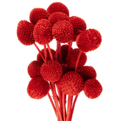 Fiori di Craspedia essiccati, tinti, con steli lunghi, 55 cm, 20 pezzi acquistare | Floristik24.it