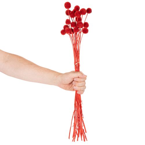 Fiori di Craspedia essiccati, tinti, con steli lunghi, 55 cm, 20 pezzi | Floristik24.it
