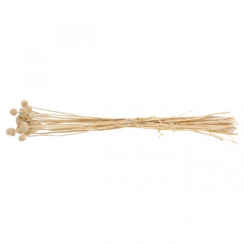 Prodotto Craspedia bacchette di panna secca floristica secca 20 pz
