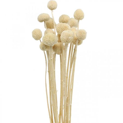 Floristik24 Craspedia bacchette di panna secca floristica secca 20 pz
