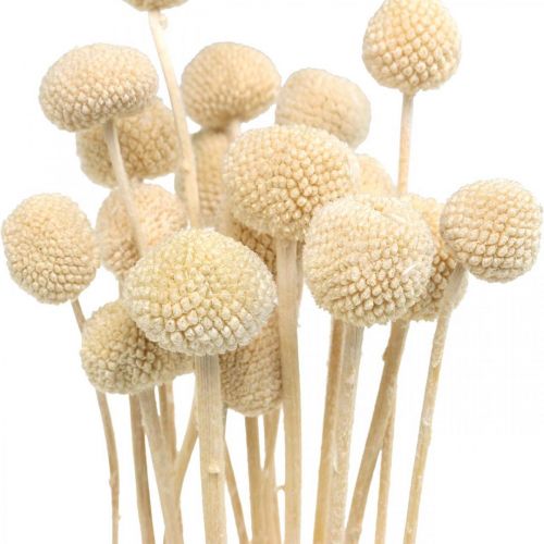 Prodotto Craspedia bacchette di panna secca floristica secca 20 pz