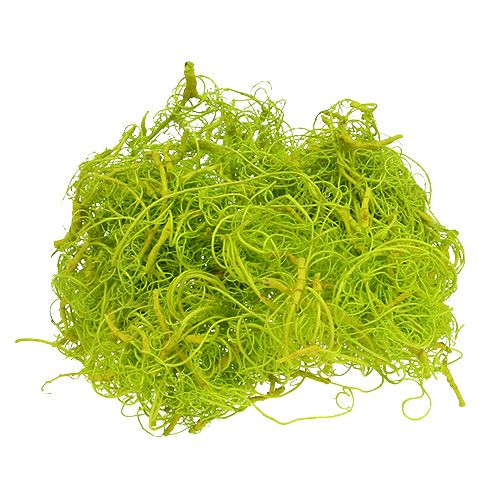Floristik24 Muschio riccio verde chiaro 350g