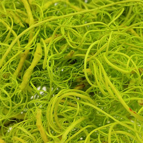 Floristik24 Muschio riccio verde chiaro 350g