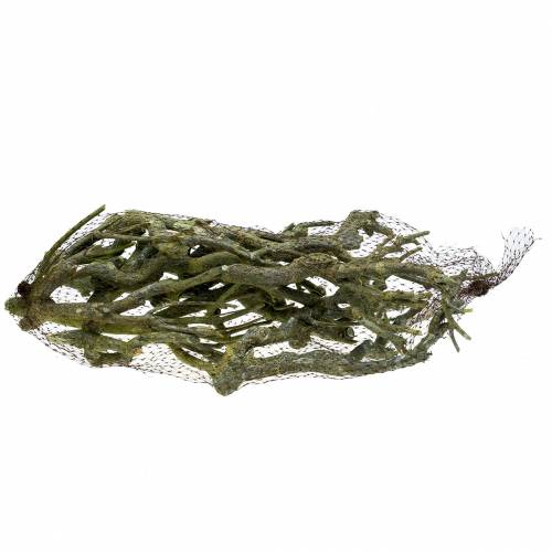 Prodotto Cespuglio di curry ramo deco verde lavato 500g