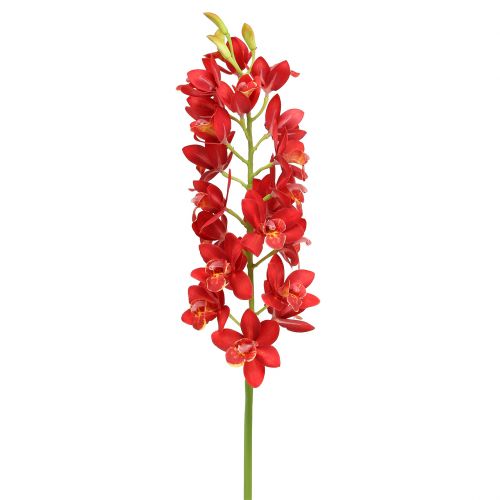 Floristik24 Orchidea cymbidium rosso 78cm