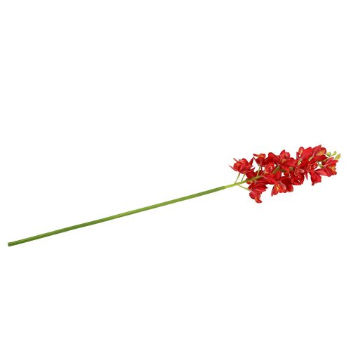 Prodotto Orchidea cymbidium rosso 78cm