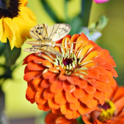 Floristik24 Farfalla primaverile con clip decorazione a molla dorata 6 cm 10 pezzi in un set