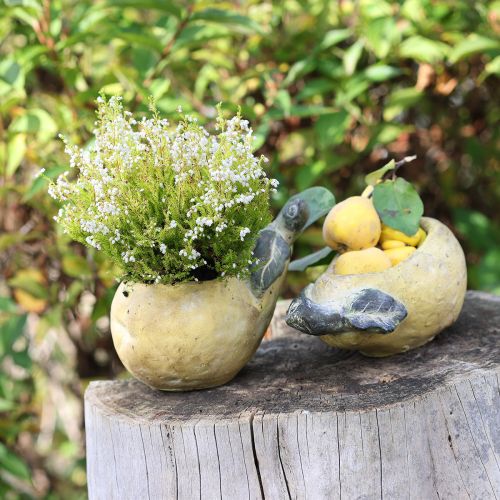 Floristik24 Vaso decorativo per piante autunnali in cemento, 25×13×11cm