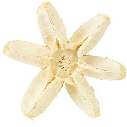 Prodotto Fiore decorativo sbiancato 12 pezzi