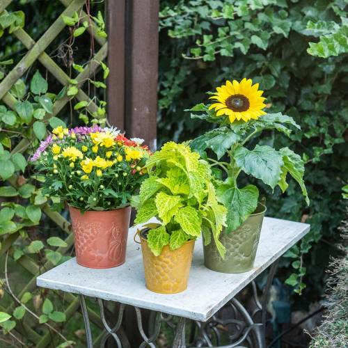 Floristik24 Secchio decorativo frutta giallo, arancione, verde lavato Ø12,5 cm H12 cm set di 3