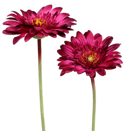 Floristik24 Deko-Gerbera rosa scuro Ø10cm L53cm 6 pezzi