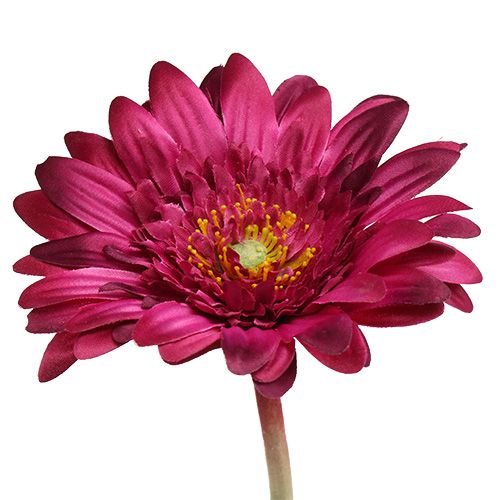 Floristik24 Deko-Gerbera rosa scuro Ø10cm L53cm 6 pezzi