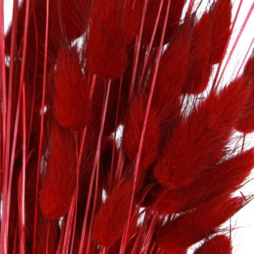 Floristik24 Erba decorativa Red Lagurus Fiori secchi Erba coda di coniglio 50g