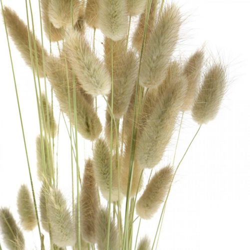 Prodotto Lagurus essiccati, fiori secchi Lagurus, erba naturale Lagurus L30–70cm 45g