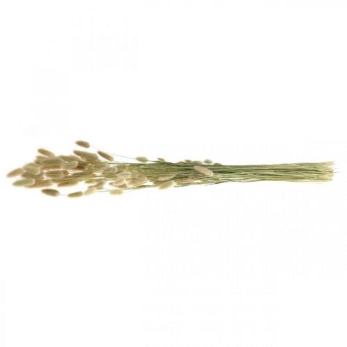 Prodotto Lagurus essiccati, fiori secchi Lagurus, erba naturale Lagurus L30–70cm 45g
