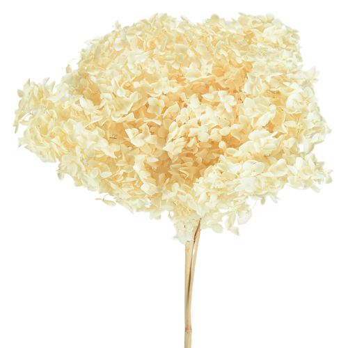 Ortensia decorativa color crema, fiore vero stabilizzato Ø20cm 1 pz