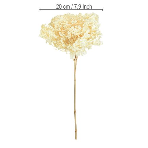 Prodotto Ortensia decorativa color crema, fiore vero stabilizzato Ø20cm 1 pz